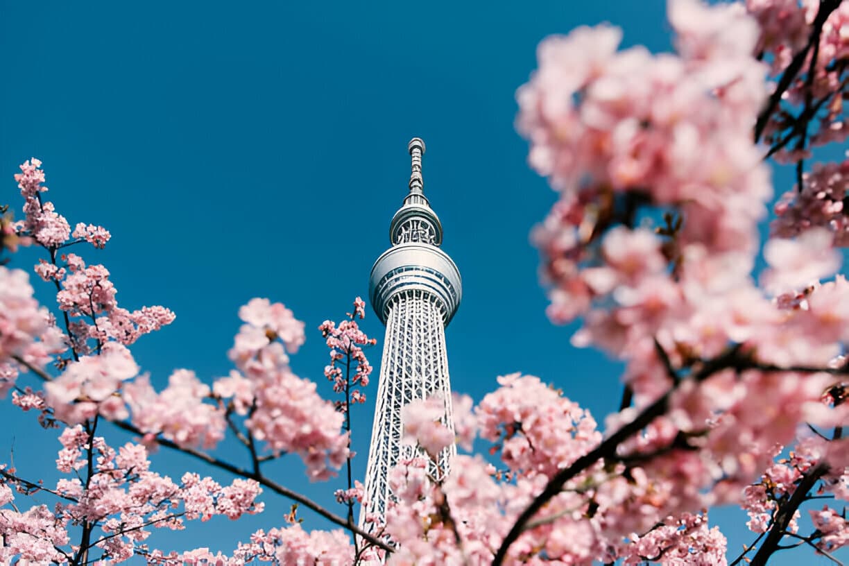 Tokyo Skytree framed by cherry blossoms against a clear blue sky